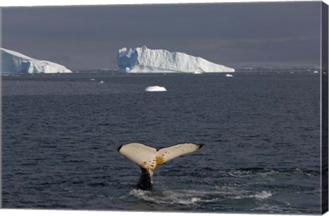 Framed Humpback whale, Western Antarctic Peninsula Print