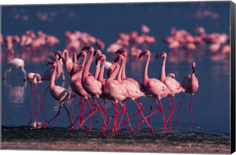 Framed Lesser Flamingo, Kenya Print