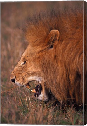 Framed Male Lion, Masai Mara, Kenya Print