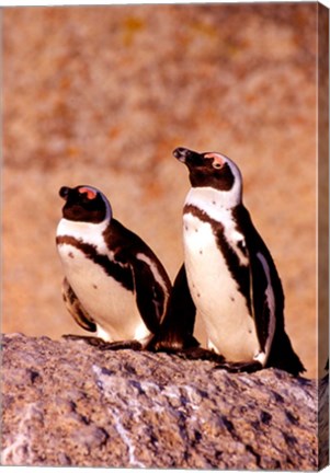 Framed Jackass Penguins, Simons Town, South Africa Print