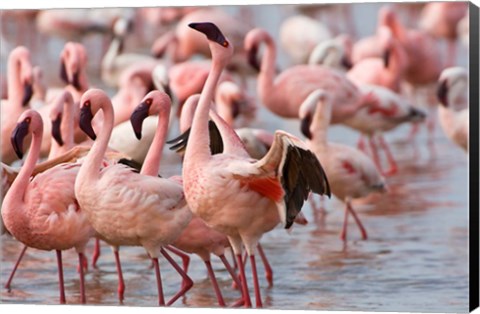 Framed Kenya, Lake Nakuru, Flamingo tropical birds Print