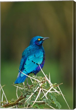 Framed Kenya, Lake Nakuru, Starling bird, thorny acacia tree Print