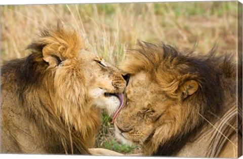 Framed Kenya, Masai Mara, Male lions Print