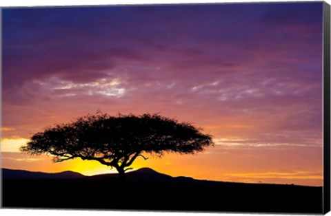 Framed Kenya, Masai Mara. Sunrise silhouette, acacia tree Print