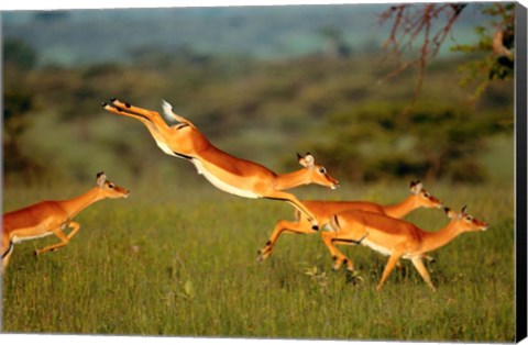 Framed Impala, Aepyceros melampus, Mara River, Kenya Print