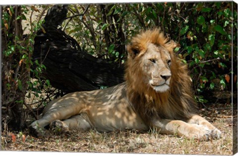 Framed Kenya, Masai Mara Game Reserve, lion in bushes Print