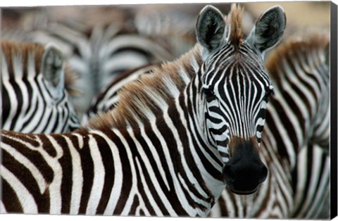 Framed Kenya: Masai Mara Game Reserve, Burchell&#39;s zebra Print