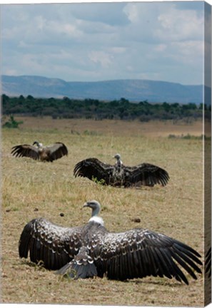 Framed Kenya: Masai Mara Reserve, Ruppell&#39;s Griffon vultures Print