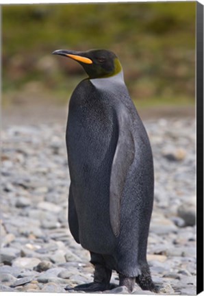 Framed Melanistic king penguin, King Penguins Print