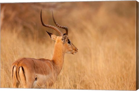 Framed Impala in tall Bushman grass, Mahango Game Reserve, Namibia Print