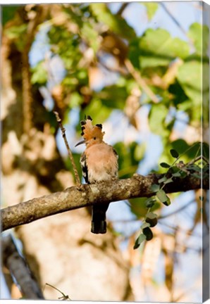 Framed Indian Ocean, Madagascar. Hoopoe bird on tree limb. Print