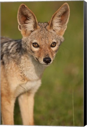 Framed Kenya, Masai Mara GR, Black-backed Jackal Print