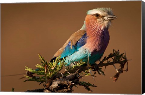 Framed Kenya, Masai Mara GR, Lilac-breasted Roller Print