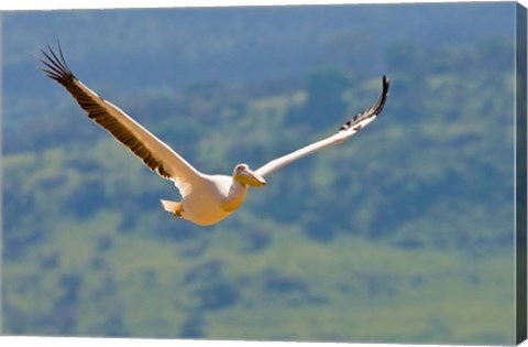 Framed Kenya. White Pelican in flight at Lake Nakuru. Print