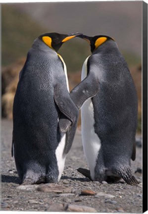 Framed King penguins, mating ritual Print