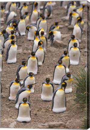 Framed King penguins, Salisbury Plain Print