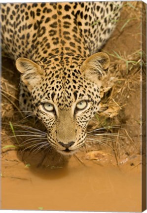 Framed Leopard at waterhole in Masai Mara GR, Kenya Print