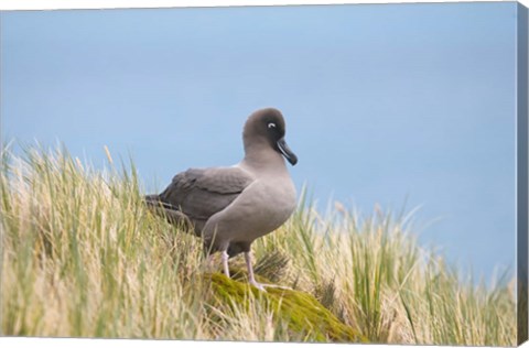 Framed Light-mantled sooty albatross bird, Gold Harbor Print