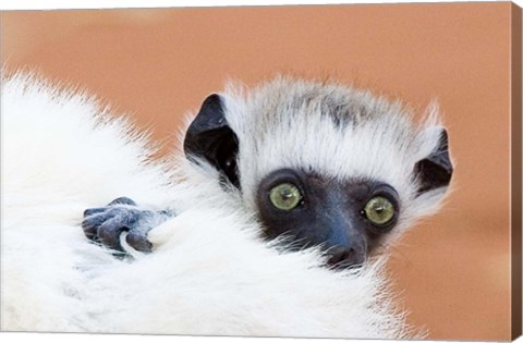 Framed Madagascar, Verreau&#39;s sifaka primate Print