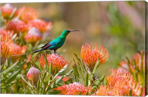 Framed Malachite Sunbird, Cape Province, South Africa Print