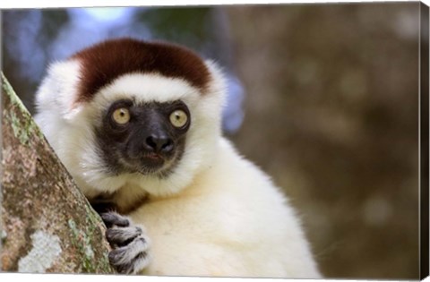 Framed Male Verreaux&#39;s Sifaka at the Nahampoana Reserve Print