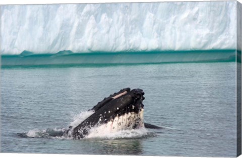 Framed Humpback whale, Antarctic Print