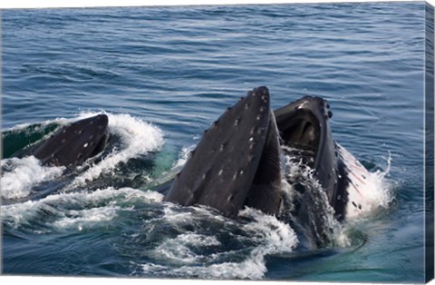 Framed Humpback whales feeding, western Antarctic Peninsula Print