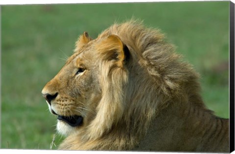 Framed Kenya, Masai Mara Game Reserve, Lion Print