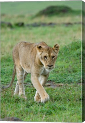 Framed Kenya: Masai Mara Game Reserve, Mara Conservancy, Lion Print