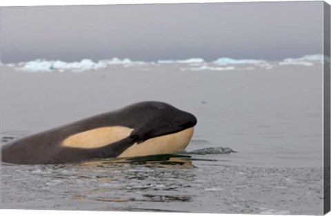 Framed Killer whale, Western Antarctic Peninsula Print