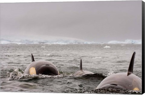 Framed Killer whales pod, western Antarctic Peninsula Print