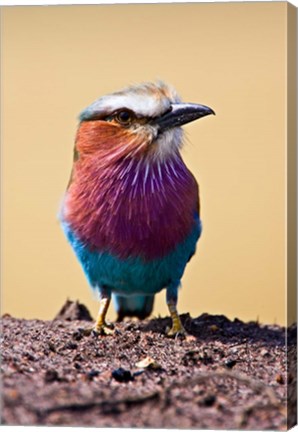 Framed Lilac-Breasted Roller, Maasai Mara, Kenya Print