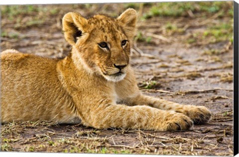 Framed Lion Cub Laying in the Bush, Maasai Mara, Kenya Print