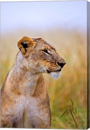 Framed Lion Sitting in the High Grass, Maasai Mara, Kenya Print