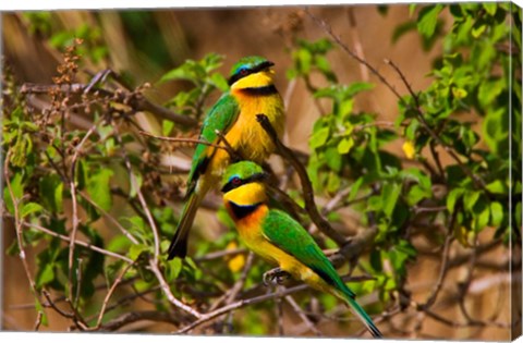 Framed Little Bee-eater tropical bird, Maasai Mara, Kenya Print