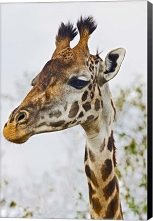 Framed Maasai Giraffe Feeding, Maasai Mara, Kenya Print