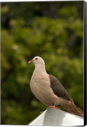 Framed Mauritius, Black River Gorges, Pink pigeon bird Print