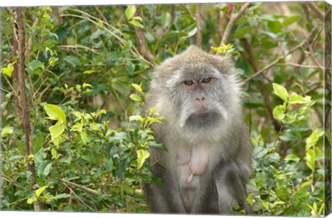 Framed Mauritius, Grand Bassin, Macaque monkey, Hindu site Print