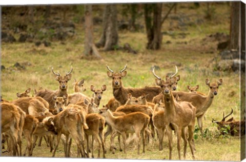 Framed Mauritius, Java deer wildlife Print