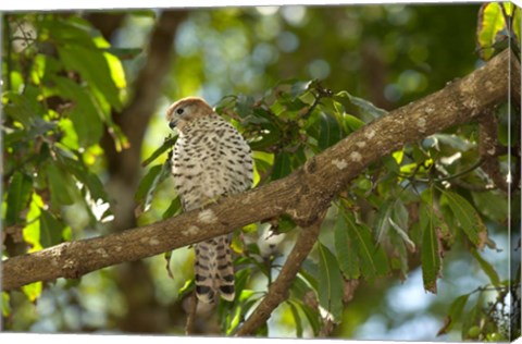 Framed Mauritius, Kestrel bird Print