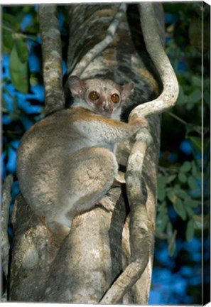 Framed Milne-Edwards Sportive Lemur, Madagascar Print