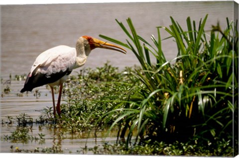 Framed Kenya. Masai Mara, Yellowbilled stork bird Print