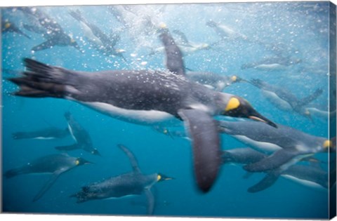 Framed King Penguins Swimming in Right Whale Bay, South Georgia Island, Sub-Antarctica Print