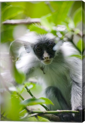 Framed Juvenile Kirk&#39;s Red Colobus Monkey, Jozani Forest, Chwaka Bay National Park, Zanzibar, Tanzania Print