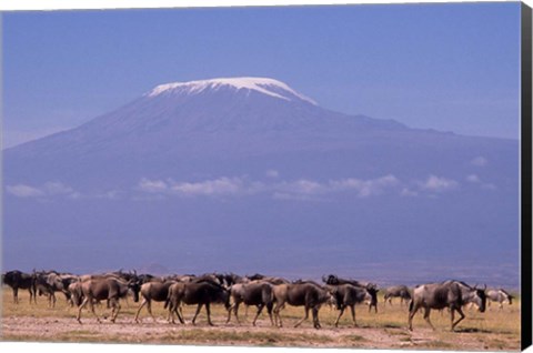 Framed Kenya: Amboseli NP, wildebeest wildlife, Mt Kilimanjaro Print