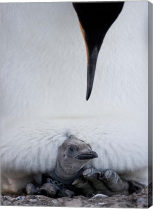 Framed King Penguin Chick Resting in Mother&#39;s Brood Pouch, Right Whale Bay, South Georgia Island, Antarctica Print