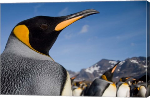 Framed King Penguins Along Shoreline in Massive Rookery, Saint Andrews Bay, South Georgia Island, Sub-Antarctica Print