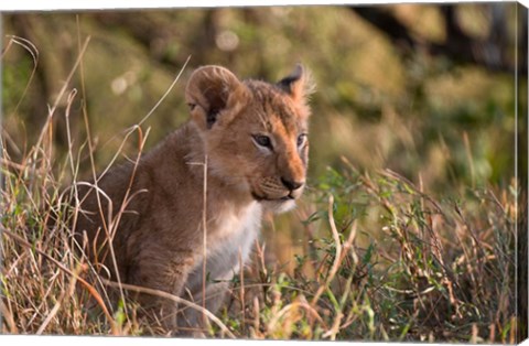 Framed Lion cub, Masai Mara National Reserve, Kenya Print