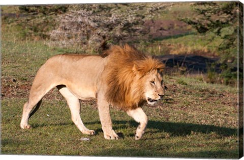 Framed Lion, Panthera leo, Maasai Mara, Kenya. Print