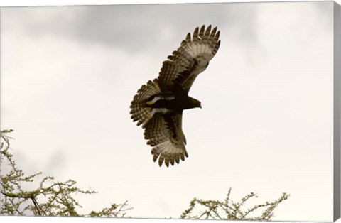 Framed Long Crested Eagle, Meru National Park, Kenya Print